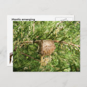 Emerging Mantis ~ Postkarte (Vorne/Hinten)