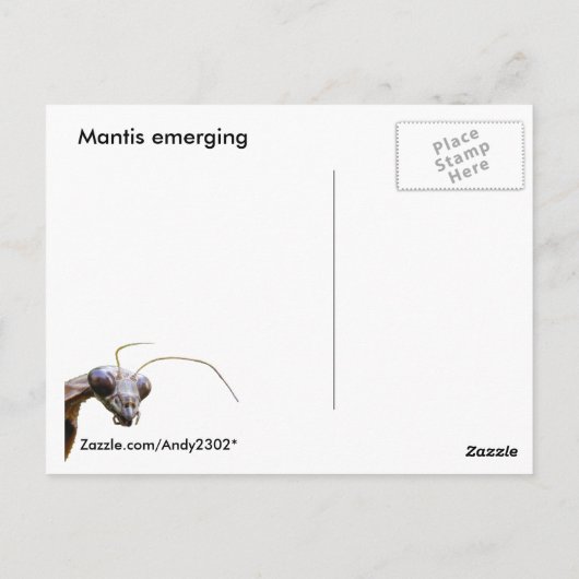 Emerging Mantis ~ Postkarte (Rückseite)