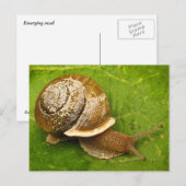 Emerging Snail Postkarte (Vorne/Hinten)