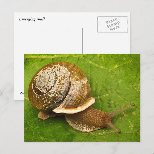 Emerging Snail Postkarte (Vorne/Hinten)