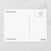 Emerging Snail Postkarte (Rückseite)