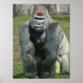 Emerging Strength - Lope the Silverback Poster (Vorne)