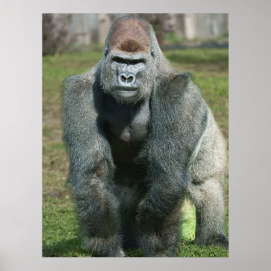 Emerging Strength - Lope the Silverback Poster (Vorne)