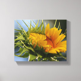 Emerging Sunflower Leinwanddruck
