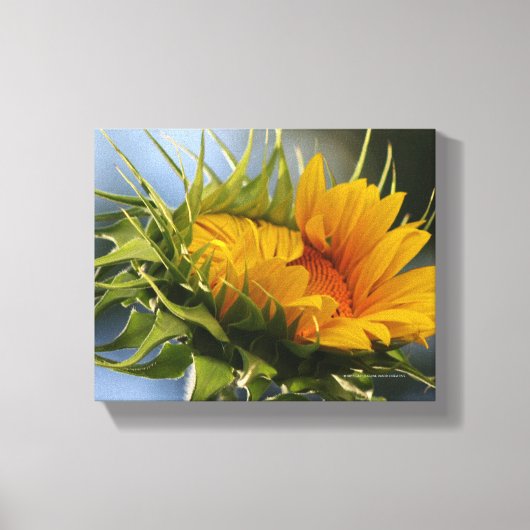 Emerging Sunflower Leinwanddruck (Vorderseite)