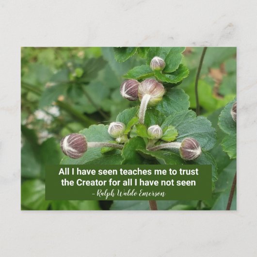 Emerson Quote Blume buds Faith Trust the Creator Postkarte (Vorderseite)