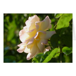 Emilys Rose