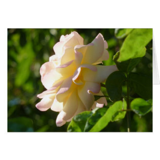 Emilys Rose