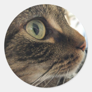 Emma Nah-up Cat Foto Stickers