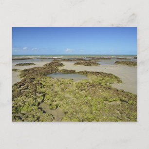 Emmagen Beach, Daintree National Park (UNESCO 4 Postkarte