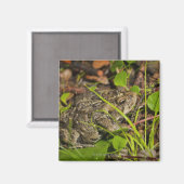 Emonton, Alberta, Canada Magnet (Vorderseite/Rückseite)