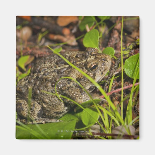 Emonton, Alberta, Canada Magnet (Vorne)