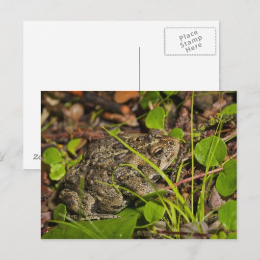 Emonton, Alberta, Canada Postkarte (Vorne/Hinten)