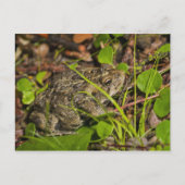 Emonton, Alberta, Canada Postkarte (Vorderseite)