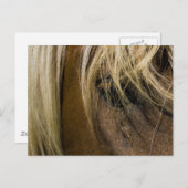 Emotionales Pferd Postkarte (Vorne/Hinten)