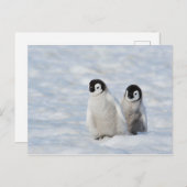 Emperor Penguin Chicks Antarktis Postkarte (Vorne/Hinten)