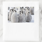 Emperor Penguin Chicks - Aufkleber (Tasche)