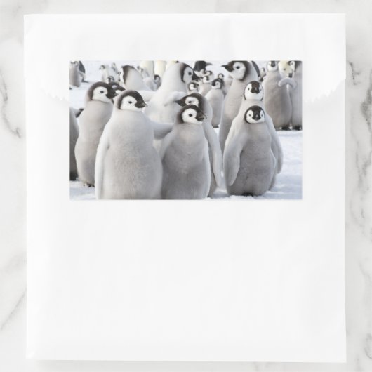 Emperor Penguin Chicks - Aufkleber (Tasche)