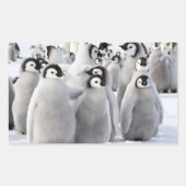 Emperor Penguin Chicks - Aufkleber (Vorderseite)