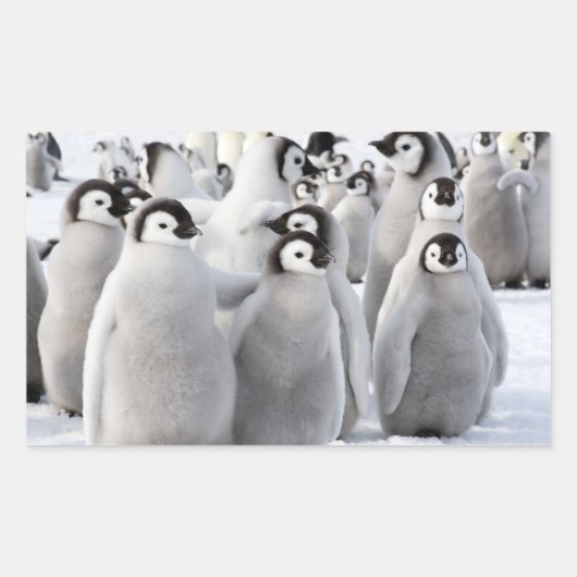 Emperor Penguin Chicks - Aufkleber (Vorderseite)