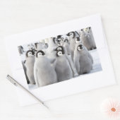 Emperor Penguin Chicks - Aufkleber (Umschlag)
