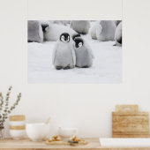 Emperor Penguin Chicks on Ice in Antarctica Poster (Küche)