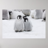 Emperor Penguin Chicks on Ice in Antarctica Poster (Vorne)