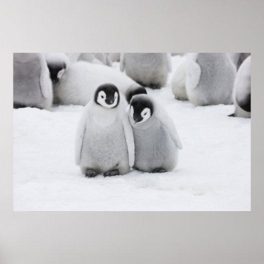 Emperor Penguin Chicks on Ice in Antarctica Poster (Vorne)