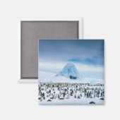 Emperor Penguin Colony Magnet (Vorderseite/Rückseite)