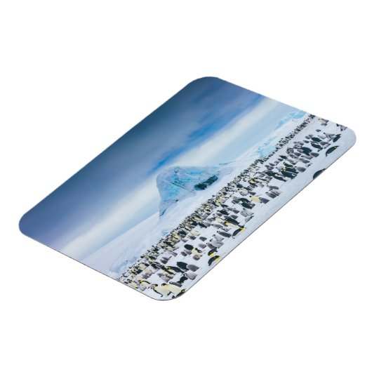 Emperor Penguin Colony Magnet (Linke Seite)