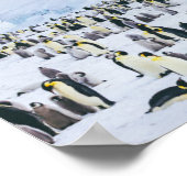 Emperor Penguin Colony Poster (Ecke)