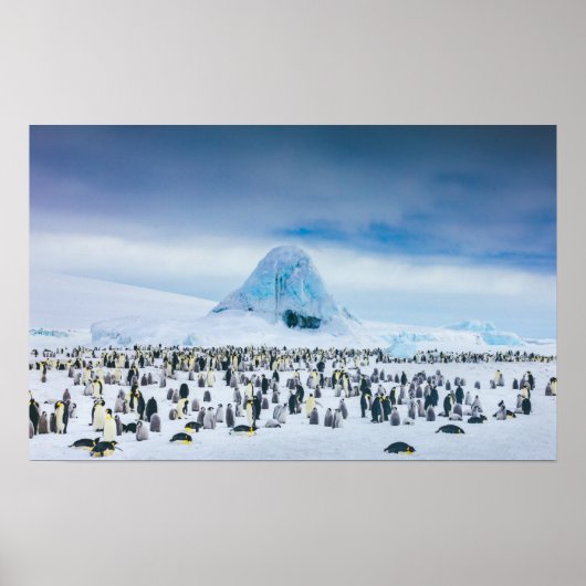 Emperor Penguin Colony Poster (Vorne)