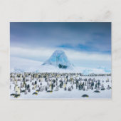 Emperor Penguin Colony Postkarte (Vorderseite)