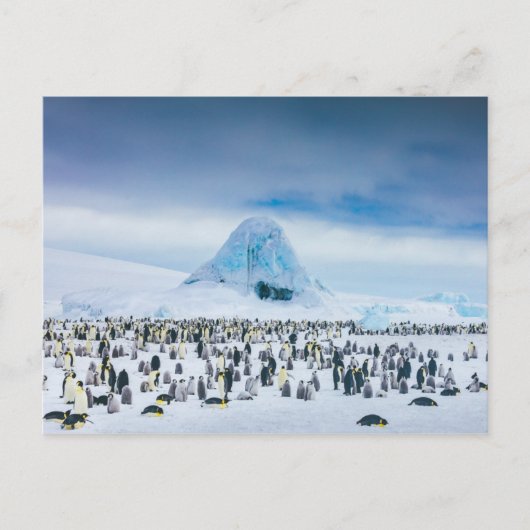 Emperor Penguin Colony Postkarte (Vorderseite)