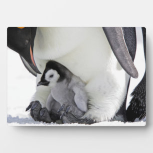 Emperor Penguin Snow Hill Island Fotoplatte