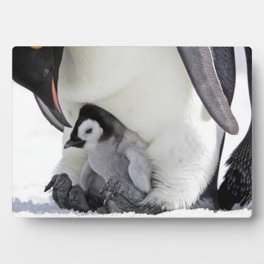 Emperor Penguin Snow Hill Island Fotoplatte (Vorderseite)
