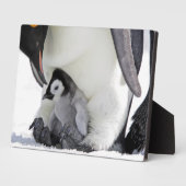 Emperor Penguin Snow Hill Island Fotoplatte (Seite)