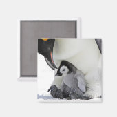 Emperor Penguin Snow Hill Island Magnet (Vorderseite/Rückseite)