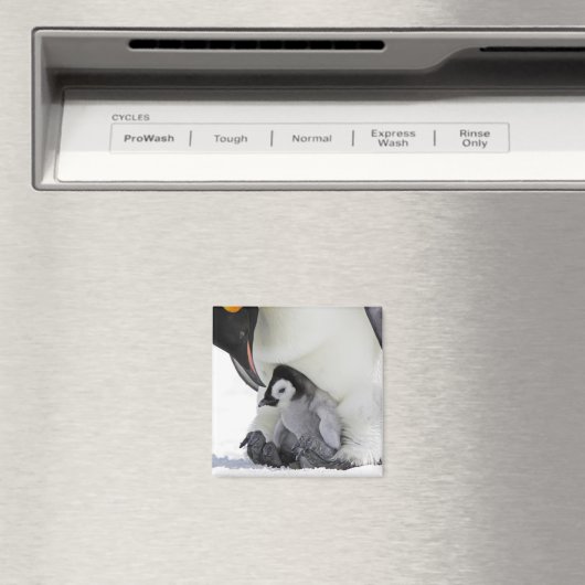 Emperor Penguin Snow Hill Island Magnet (In Situ (Geschirrspüler))