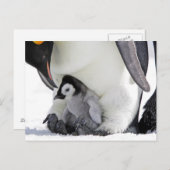 Emperor Penguin Snow Hill Island Postkarte (Vorne/Hinten)