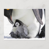Emperor Penguin Snow Hill Island Postkarte (Vorderseite)