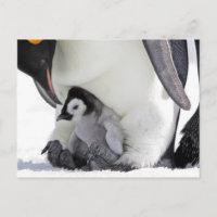 Emperor Penguin Snow Hill Island