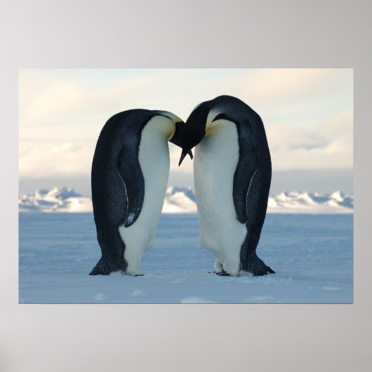 Emperor Penguins Kissing Poster (Vorne)