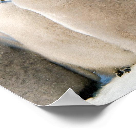 Emperor Pinguin Chicks Poster (Ecke)