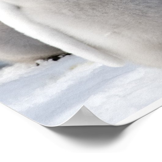 Emperor Pinguin Chicks Poster (Ecke)