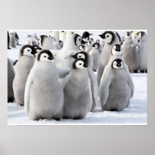 Emperor Pinguin Chicks Poster