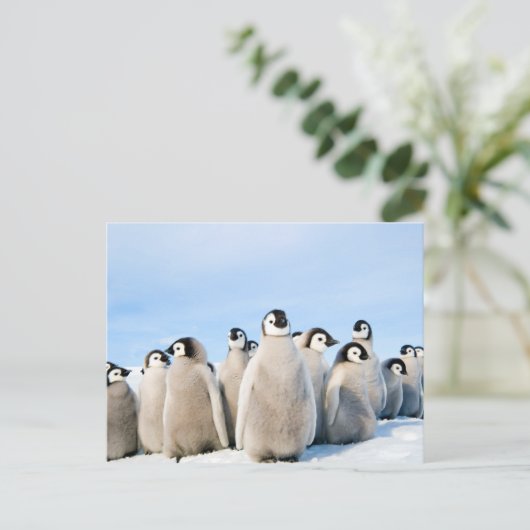 Emperor Pinguin Chicks Postkarte (Stehend Vorderseite)