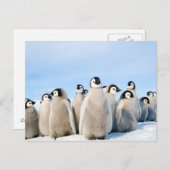 Emperor Pinguin Chicks Postkarte (Vorne/Hinten)