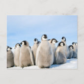 Emperor Pinguin Chicks Postkarte (Vorderseite)