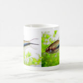 Emperor tetra kaffeetasse (Mittel)